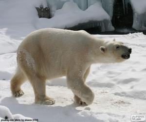 Rompicapo di Orso polare