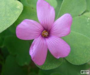 Rompicapo di Oxalis rosa