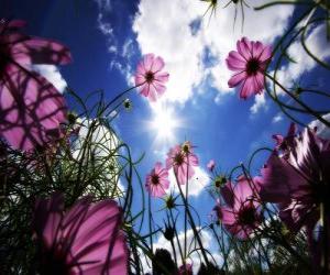 Rompicapo di Paesaggio con fiori