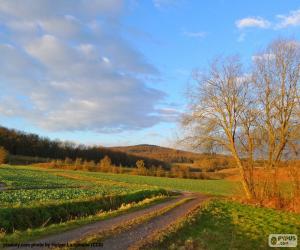 Rompicapo di Paesaggio de campo