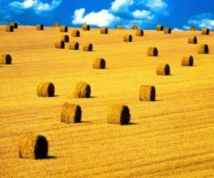 Rompicapo di Paesaggio della campagna in estate