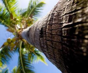Rompicapo di Palma da cocco