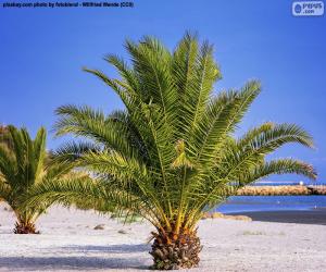 Rompicapo di Palme sulla spiaggia