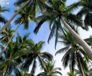 Rompicapo di Palme tropicali