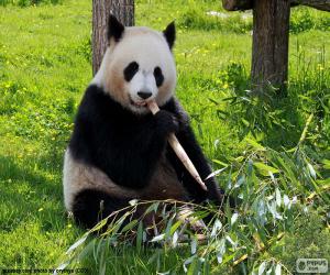 Rompicapo di Panda che mangia
