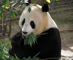 Rompicapo di Panda gigante