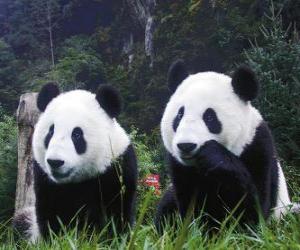 Rompicapo di Panda giganti