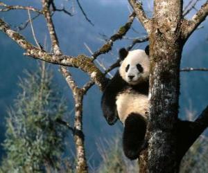 Rompicapo di Panda su un albero