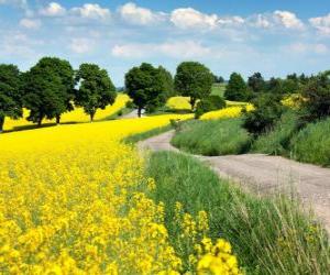 Rompicapo di Panorama di campi di colza in Brasile