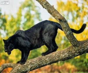 Rompicapo di Pantera nera su un ramo di un albero