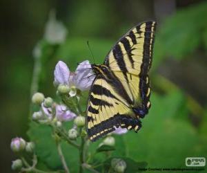 Rompicapo di Papilio glaucus, farfalla originaria dell'est nord America