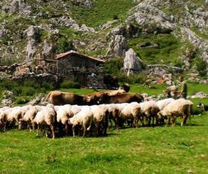 Rompicapo di Pastore tendendo il suo gregge