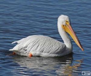 Rompicapo di Pellicano bianco americano