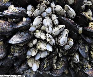 Rompicapo di Percebe e cozze