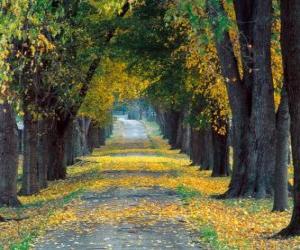 Rompicapo di Percorso tra gli alberi