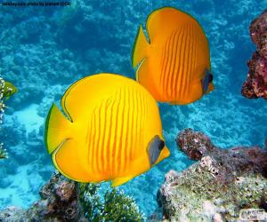 Rompicapo di Pesce farfalla limone