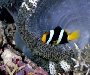 Rompicapo di Pesce in fondo del mare