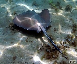 Rompicapo di Pesce manta