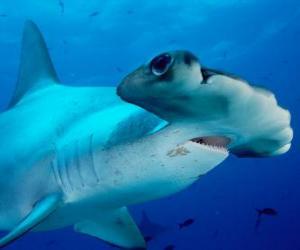 Rompicapo di Pesce martello maggiore