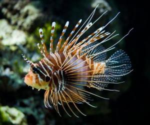 Rompicapo di Pesce scorpione, Pesce cobra o Pesce leone