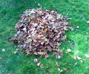 Rompicapo di Picking up caduta foglie