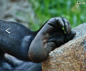 Rompicapo di Piede di gorilla