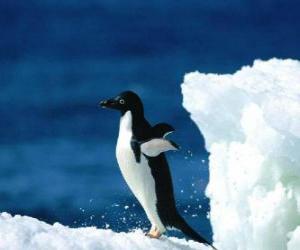 Rompicapo di Pinguino sulla neve in Antartide