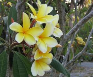 Rompicapo di Plumeria giallo