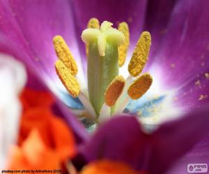 Rompicapo di Polline di un fiore