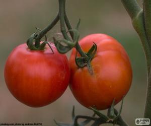 Rompicapo di Pomodori