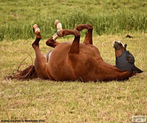 Rompicapo di Preferendo cavallo