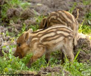 Rompicapo di Prole di cinghiale