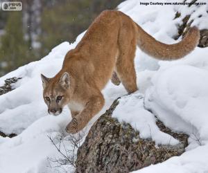 Rompicapo di Puma che cammina