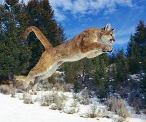 Rompicapo di Puma che salta