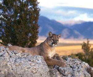 Rompicapo di Puma, leone di montagna o coguaro, un grande felino solitario