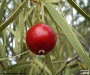 Rompicapo di Quandong