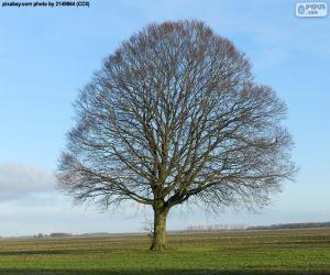 Rompicapo di Quercia in autunno