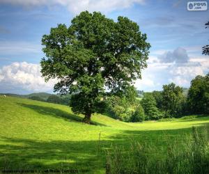 Rompicapo di Quercia