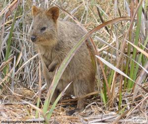 Rompicapo di Quokka