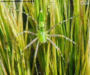 Rompicapo di Ragno lince verde