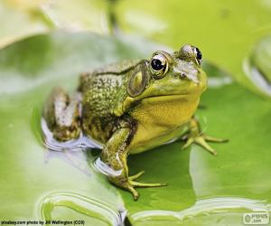 Rompicapo di Rana verde