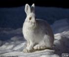 Coniglio bianco che si siede sulla neve