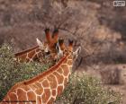 Due giraffe che mangiano foglie da un cespuglio