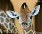 Testa di giovane giraffa, grandi occhi e orecchie