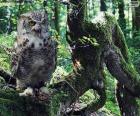 Gufo sul ramo di un albero in mezzo al bosco