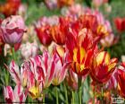 Tulipani di diversi colori nella campagna