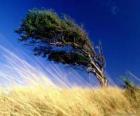 Il forte vento colpisce un albero