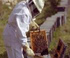 Apicoltore lavorando con il particolare abbigliamento in l'alveare per la raccolta del miele