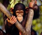Piccola scimmia in un albero