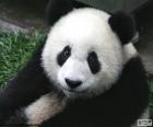 Orso panda